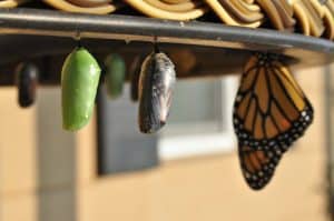 Mastering the Psychology of Self-Transformation