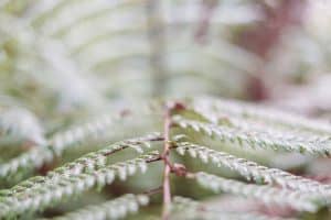 Mindset Transformation: From Fixed to Growth Perspectives