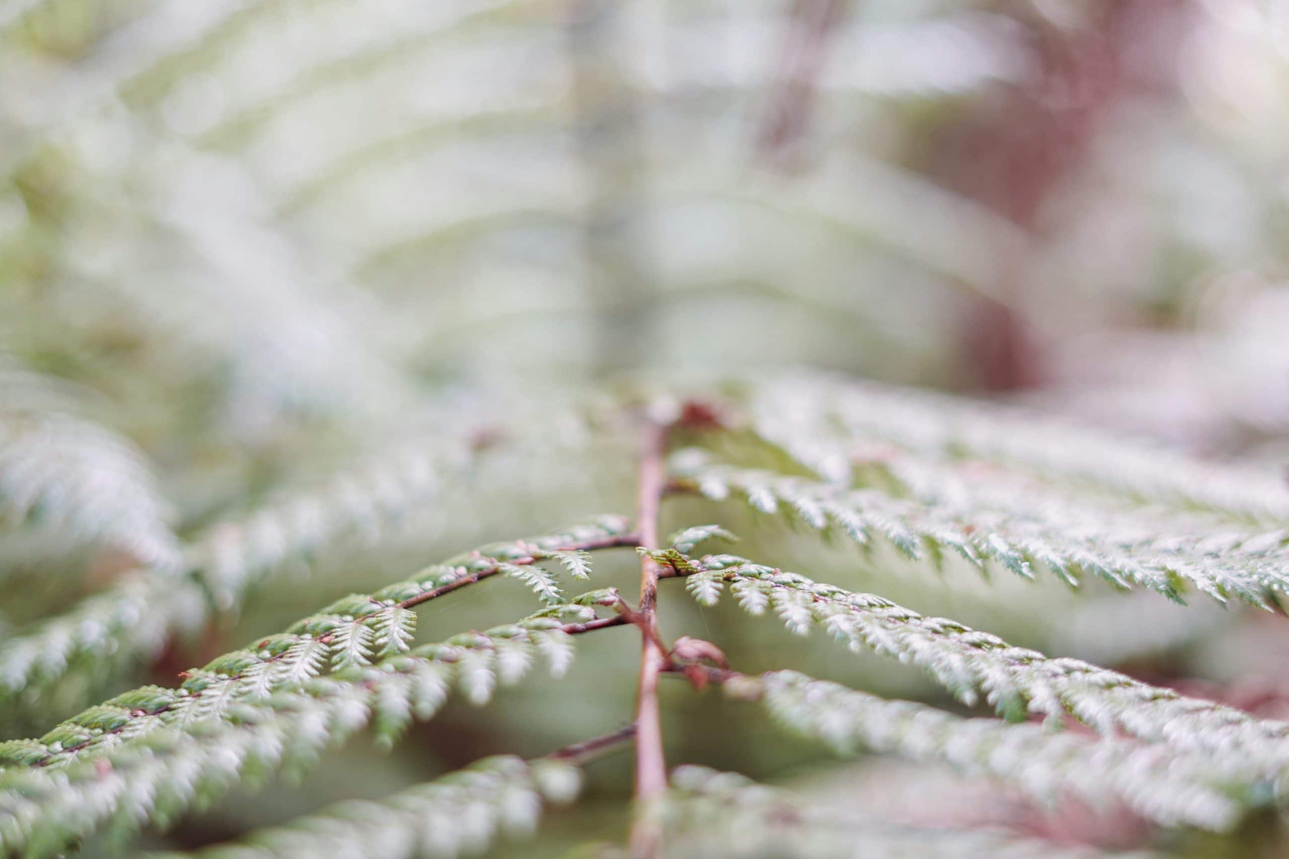 Mindset Transformation: From Fixed to Growth Perspectives